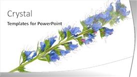  Presentation with medicinal plant - Beautiful PPT layouts featuring medicinal-plant-echium-vulgare backdrop and a white colored foreground