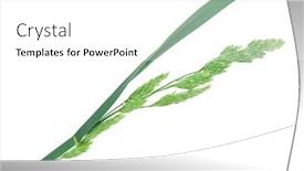  Presentation with medicinal plant - Colorful presentation theme enhanced with medicinal-plant-elytrigia-repens-couch backdrop and a white colored foreground