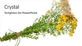  Presentation with medicinal plant - Cool new PPT theme with medicinalplant - medicinal plant hypericum perforatum st backdrop and a white colored foreground