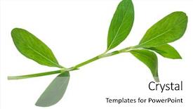  Presentation with medicinal plant - Beautiful PPT theme featuring medicinal plant knotweed or polygonum backdrop and a  colored foreground