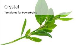  Presentation with medicinal plant - Amazing presentation theme having medicinal plant knotweed or polygonum backdrop and a white colored foreground