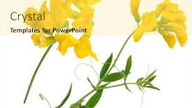  Presentation with medicinal plant - Beautiful slide set featuring medicinal plant lathyrus pratansis backdrop and a yellow colored foreground