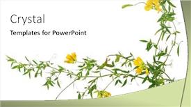  Presentation with medicinal plant - Cool new PPT theme with medicinal plant lathyrus pratansis backdrop and a white colored foreground