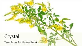  Presentation with medicinal plant - Cool new theme with coumadin - medicinal plant melilotus officinalis yellow backdrop and a white colored foreground