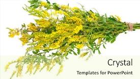  Presentation with medicinal plant - PPT theme consisting of medicinal plant melilotus officinalis yellow background and a blonde colored foreground