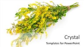  Presentation with plant - Cool new theme with medicinal plant melilotus officinalis yellow backdrop and a white colored foreground