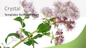  Presentation with medicinal plant - Slide set featuring medicinal plant origanum vulgare background and a light gray colored foreground