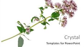  Presentation with medicinal plant - Cool new slide deck with medicinal plant origanum vulgare backdrop and a white colored foreground