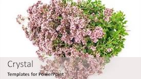  Presentation with medicinal plant - Colorful slide deck enhanced with medicinal plant origanum vulgare backdrop and a soft green colored foreground