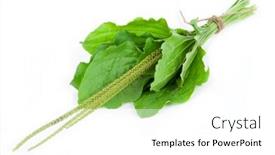  Presentation with medicinal plant - Colorful slide set enhanced with medicinal plant plantain backdrop and a white colored foreground
