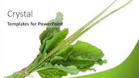  Presentation with medicinal plant - Slides having medicinal plant plantain background and a white colored foreground