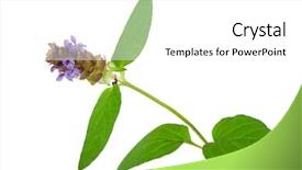  Presentation with heal - Slide set featuring medicinal plant prunella vulgaris self-heal background and a white colored foreground