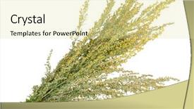  Presentation with medicinal plant - Slide set having medicinal plant sagebrush background and a blonde colored foreground