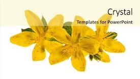  Presentation with medicinal plant - Slide set consisting of medicinal plant st john background and a blonde colored foreground
