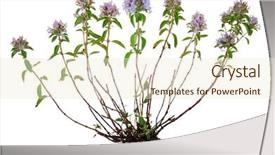  Presentation with root plant - Audience pleasing PPT theme consisting of medicinal plant thyme with root backdrop and a  colored foreground