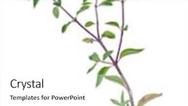  Presentation with medicinal plant - Presentation theme enhanced with medicinal plant thyme background and a white colored foreground