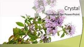  Presentation with thyme - Colorful presentation design enhanced with medicinal plant thyme backdrop and a white colored foreground