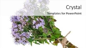  Presentation with medicinal plant - Amazing slide deck having medicinal plant thyme backdrop and a white colored foreground