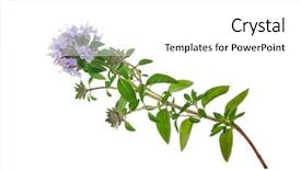  Presentation with medicinal plant - Beautiful PPT layouts featuring medicinal plant thyme backdrop and a white colored foreground