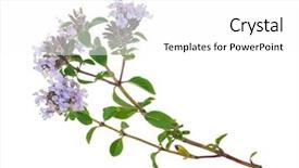  Presentation with medicinal plant - Slide deck with medicinal plant thyme background and a white colored foreground