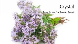  Presentation with medicinal plant - Colorful PPT theme enhanced with medicinal plant thyme backdrop and a white colored foreground