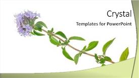  Presentation with thyme - Presentation theme having medicinal plant thyme background and a white colored foreground