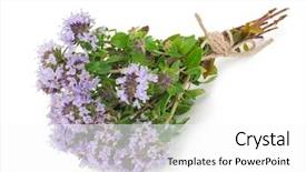  Presentation with medicinal plant - Slides featuring medicinal plant thyme background and a white colored foreground
