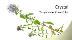 Presentation with medicinal plant - Beautiful slides featuring medicinal plant thyme backdrop and a white colored foreground