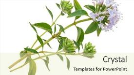  Presentation with medicinal plant - Presentation theme with medicinal plant thyme background and a  colored foreground