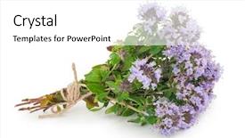  Presentation with medicinal plant - Colorful slide set enhanced with medicinal plant thyme backdrop and a white colored foreground
