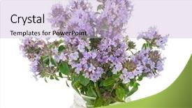  Presentation with medicinal plant - Presentation design featuring medicinal plant thyme background and a  colored foreground