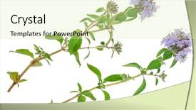  Presentation with medicinal plant - Amazing PPT layouts having medicinal plant thyme backdrop and a  colored foreground