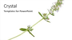  Presentation with medicinal plant - Colorful theme enhanced with medicinal plant thymus marschallianus backdrop and a white colored foreground