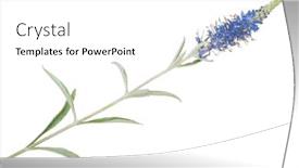  Presentation with medicinal plant - PPT layouts featuring medicinal plant veronica incana background and a white colored foreground