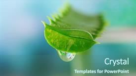  Presentation with drop - Beautiful presentation design featuring medicin plants - aloe leaf with drop backdrop and a ocean colored foreground
