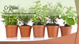  Presentation with herbs - Beautiful slide deck featuring herbs in brown flower pot backdrop and a mint green colored foreground
