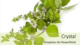  Presentation with mint - Colorful PPT theme enhanced with medicin plants - fresh green mint flowering close backdrop and a yellow colored foreground