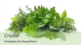  Presentation with thyme - Presentation theme having thyme plant - fresh spices and herbs isolated background and a yellow colored foreground