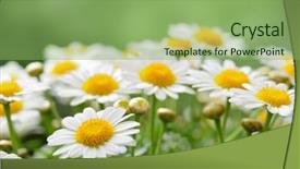  Presentation with green nature - Cool new PPT theme with medicine herbal - green grass and chamomiles backdrop and a seafoam green colored foreground