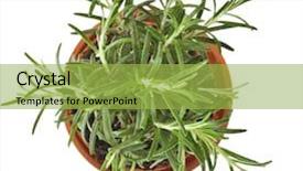  Presentation with herb - Slide deck with soil health - savory fresh herb rosemary growing background and a yellow colored foreground