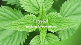  Presentation with nettle - Cool new slide deck with herbal plants - stinging nettle backdrop and a seafoam green colored foreground