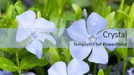  Presentation with dew - Cool new PPT theme with herbal plants - vinca minor with dew closeup backdrop and a light blue colored foreground