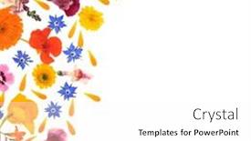  Presentation with herbal medicine flowers - Presentation with medicinal-summer-flowers-abstract-background background and a white colored foreground