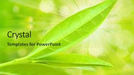  Presentation with peripheral vascular - Amazing presentation theme having medicine and other medical system backdrop and a yellow colored foreground