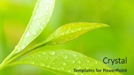  Presentation with angina - Amazing theme having medicine and other medical system backdrop and a yellow colored foreground