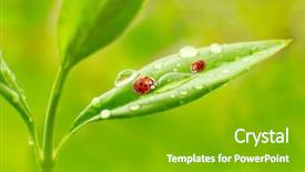  Presentation with angina - Cool new presentation theme with medicine and other medical system backdrop and a shamrock green colored foreground