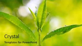  Presentation with angina - Colorful PPT theme enhanced with medicine and other medical system backdrop and a gold colored foreground