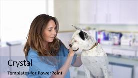  Presentation with veterinary medicine - Slide deck featuring medicine animal - veterinary with a dog background and a teal colored foreground