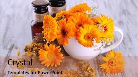  Presentation with calendula - Slide deck consisting of medicine bottles and calendula flowers background and a red colored foreground