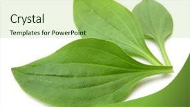  Presentation with plantain - Presentation theme having plantago major greater plantain three background and a mint green colored foreground